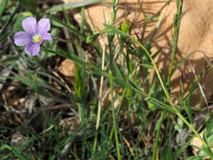 Linum peyronii