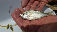 Eucinostomus harengulus