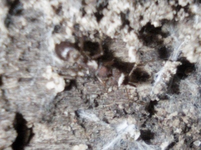Strumigenys mandibularis