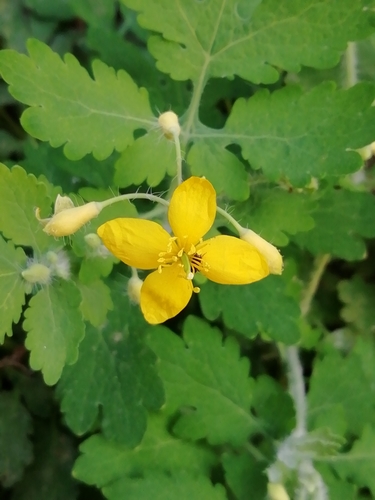 Greater celandine