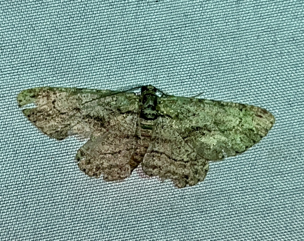 North American Common Gray from RT-94, Augusta, MO, US on April 29 ...