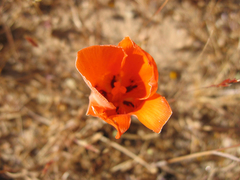 Calochortus kennedyi