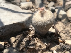 Epithelantha ilariae