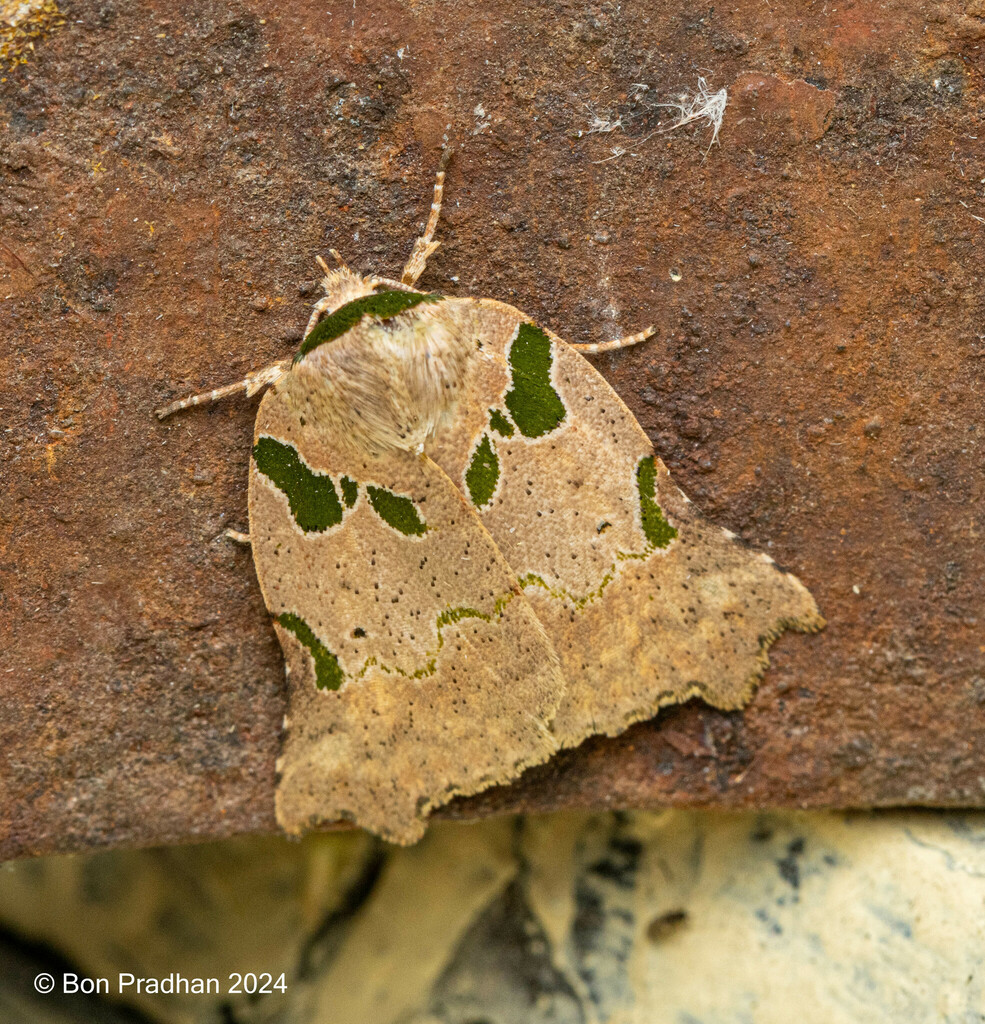 Tortriciforma viridipuncta