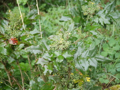 Berberis aquifolium
