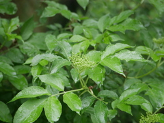 Sambucus nigra