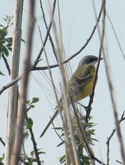 Motacilla flava cinereocapilla