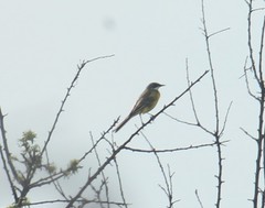 Motacilla flava cinereocapilla