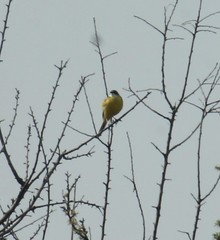 Motacilla flava cinereocapilla