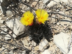 Astrophytum capricorne