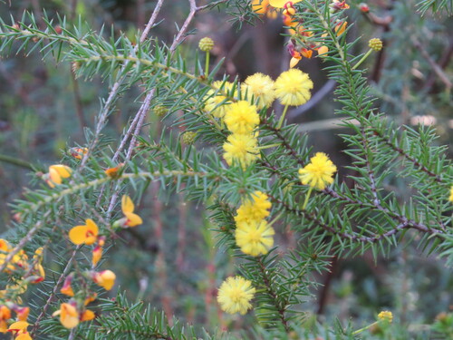 Image of Acacia echinula by (c) ian_mcallan, some rights reserved (CC BY)