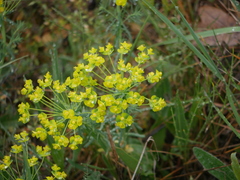 Euphorbia cyparissias