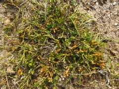 Thesium frisea
