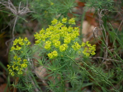 Euphorbia cyparissias