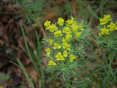 Euphorbia cyparissias