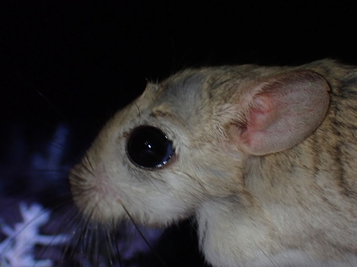 Blanford’s Jerboa (Jaculus blanfordi) — Least Concern Mammalia