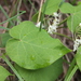 Baldwin's Milkvine - Photo (c) Cosmic Cat, some rights reserved (CC BY-NC), uploaded by Cosmic Cat