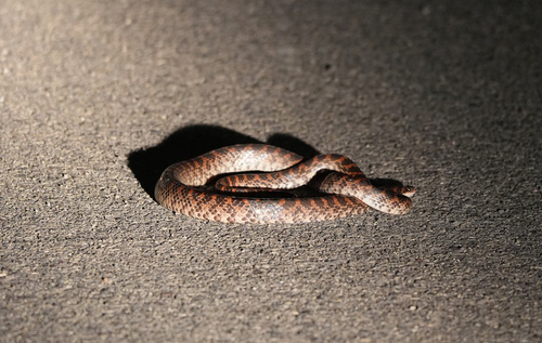 Red-banded Snake