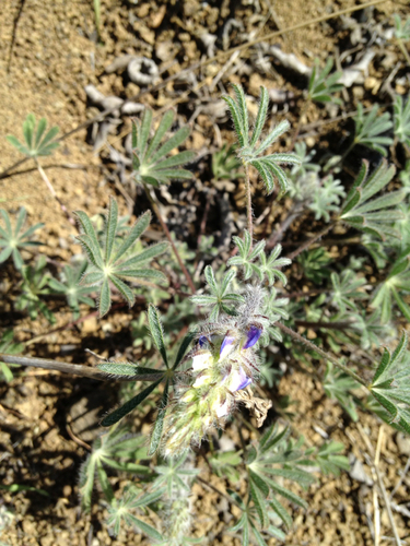 iNaturalist observation photo of Coulter's lupine