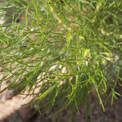 Serruria inconspicua