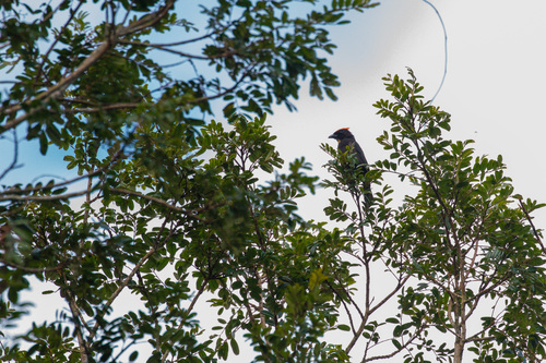 Flame-crested Tanager (Loriotus cristatus), photo 7