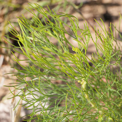 Serruria inconspicua