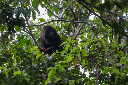 Red-handed Howler Monkey
