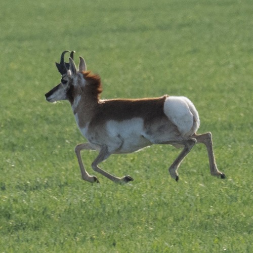 Pronghorn photographed in Kansas