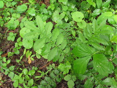 Agrimonia parviflora