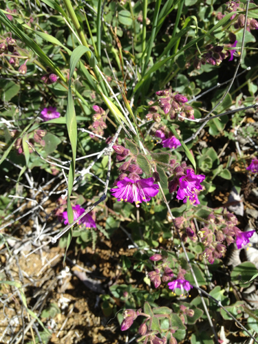 iNaturalist observation photo of Wishbone Bush