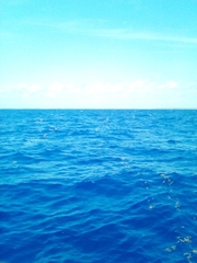 Sargassum polyceratium