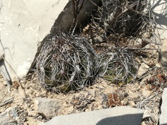 Coryphantha nickelsiae