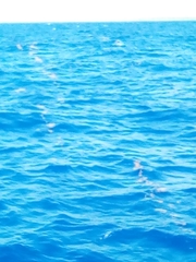 Sargassum polyceratium