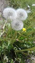 Taraxacum officinale