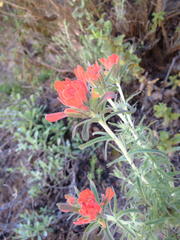 Castilleja affinis