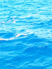 Sargassum polyceratium