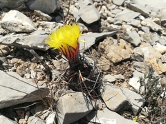 Astrophytum capricorne