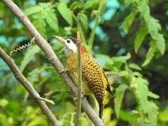 Colaptes punctigula