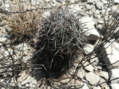 Coryphantha salinensis
