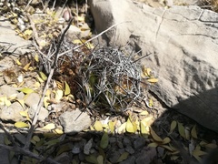 Coryphantha nickelsiae