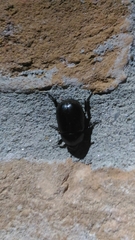 Pentodon bidens punctatus