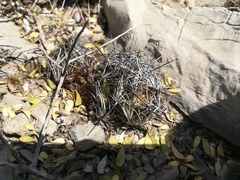 Coryphantha nickelsiae