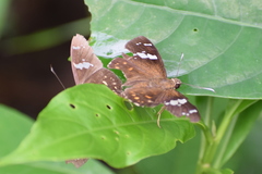 Celaenorrhinus pyrrha