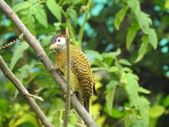 Colaptes punctigula