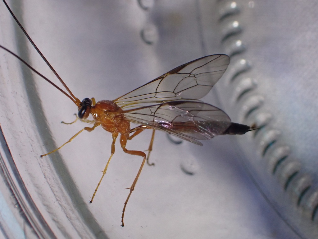 Cidaphus alarius
