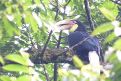 Rhyticeros undulatus