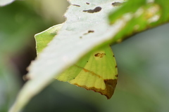 Dercas verhuelli doubledayi