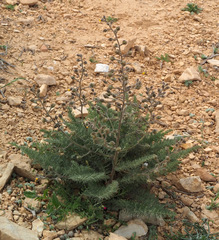 Biebersteinia multifida