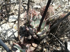 Echeveria strictiflora