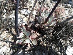 Echeveria strictiflora